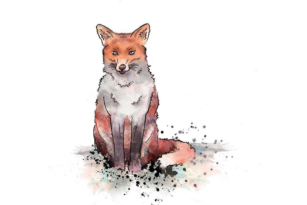 Rotfuchs-Illustration — Mixed Media